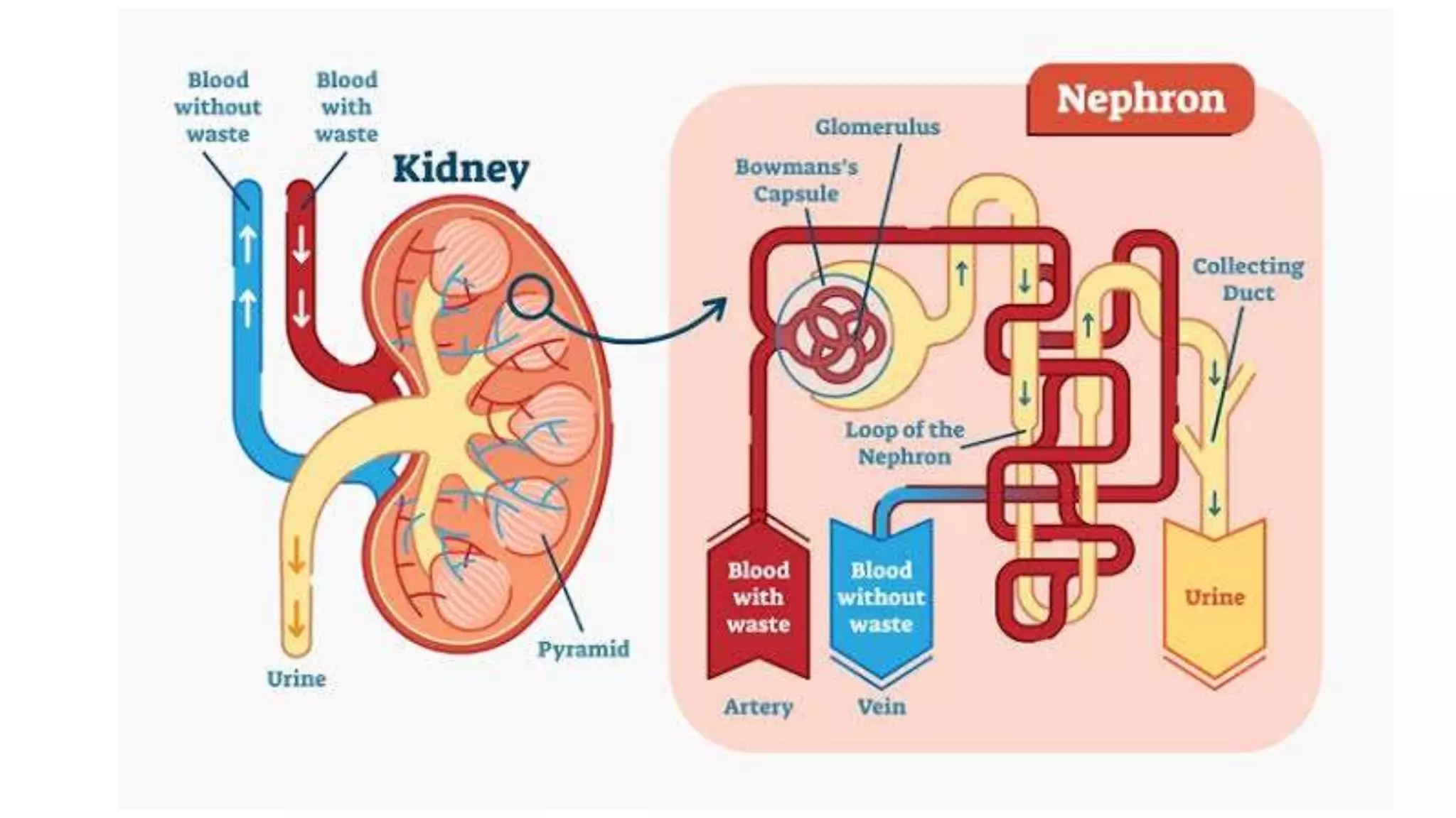 Structure and function of kidney , structure of nephron and urine formation 
