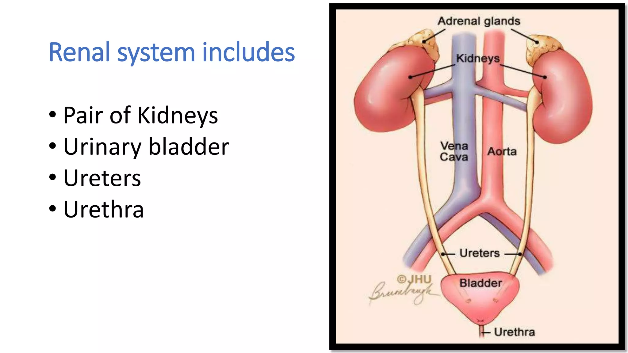 Renal system includes
• Pair of Kidneys
• Urinary bladder
• Ureters
• Urethra
 