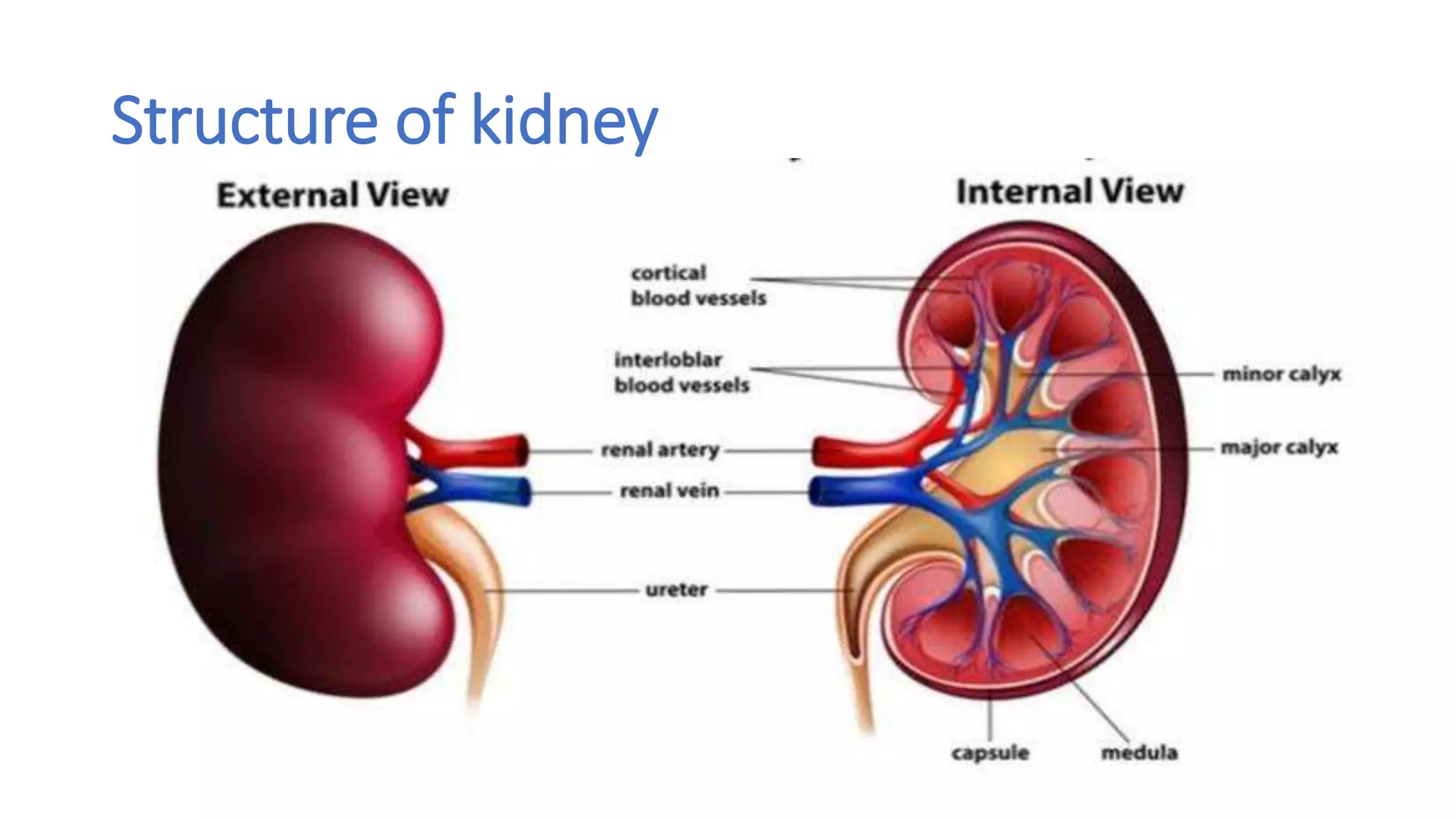 Structure of kidney
 