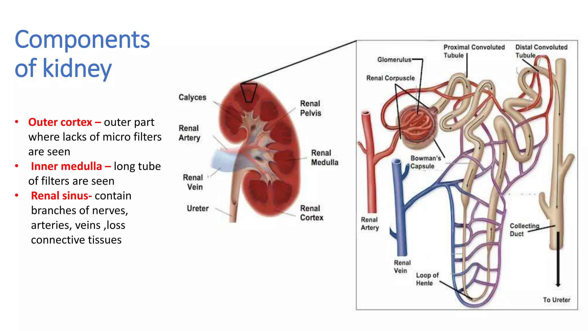 Components
of kidney
• Outer cortex – outer part
where lacks of micro filters
are seen
• Inner medulla – long tube
of filters are seen
• Renal sinus- contain
branches of nerves,
arteries, veins ,loss
connective tissues
 