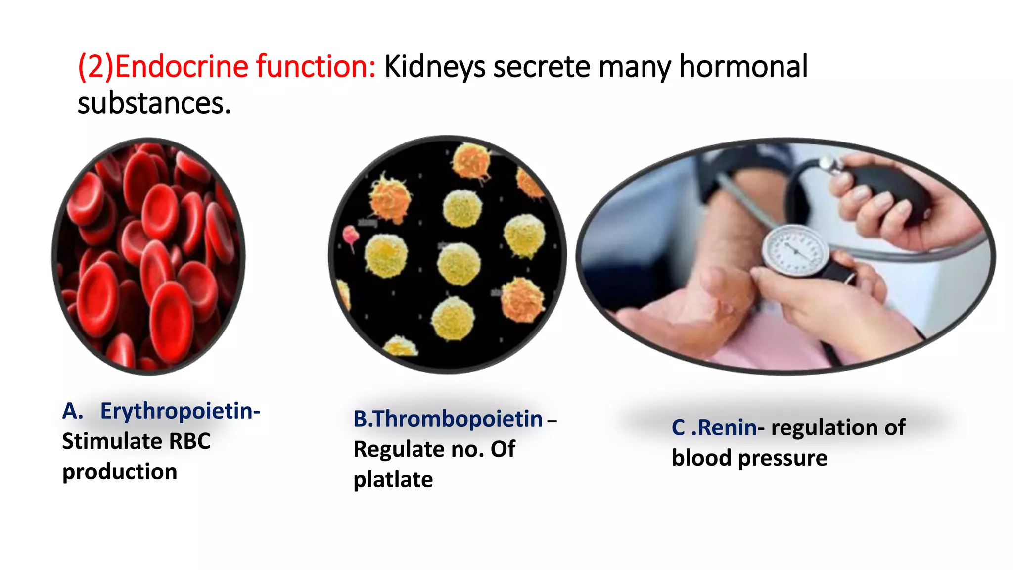 (2)Endocrine function: Kidneys secrete many hormonal
substances.
A. Erythropoietin-
Stimulate RBC
production
B.Thrombopoietin –
Regulate no. Of
platlate
C .Renin- regulation of
blood pressure
 