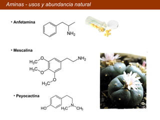 Aminas - usos y abundancia natural Mescalina Peyocactina Anfetamina 