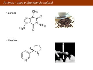 Aminas - usos y abundancia natural Nicotina Cafeina 