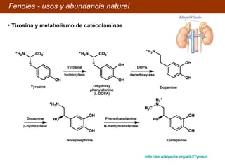 Fenoles - usos y abundancia natural Tirosina y metabolismo de catecolaminas http://en.wikipedia.org/wiki/Tyrosin   