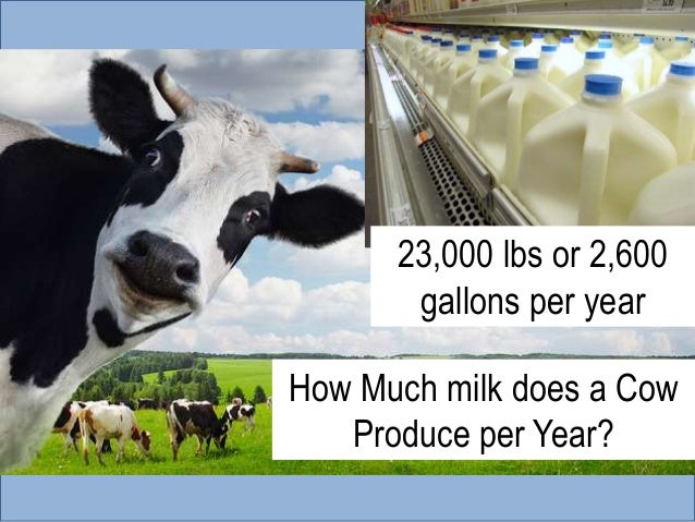 Us Dairy Industry