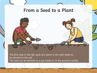 The first step in the life cycle of a plant is the seed needs to
be planted in the soil.
The seed can be planted in a pot inside or in the ground outside.
From a Seed to a Plant
 