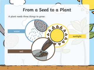 soil
sunlight
A plant needs three things to grow:
From a Seed to a Plant
water
 