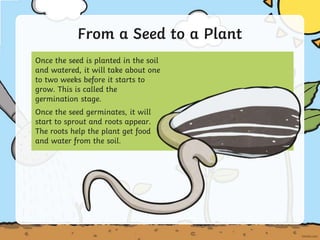 Once the seed is planted in the soil
and watered, it will take about one
to two weeks before it starts to
grow. This is called the
germination stage.
Once the seed germinates, it will
start to sprout and roots appear.
The roots help the plant get food
and water from the soil.
From a Seed to a Plant
 