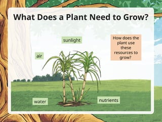 What Does a Plant Need to Grow?
sunlight
water nutrients
air
How does the
plant use
these
resources to
grow?
 