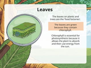 Leaves
The leaves on plants and
trees are the ‘food factories’.
The leaves are green
because they contain
chlorophyll.
Chlorophyll is essential for
photosynthesis because it
allows the plant to absorb
and then use energy from
the sun.
 