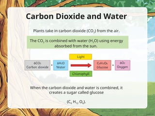 Carbon Dioxide and Water
Plants take in carbon dioxide (CO2) from the air.
The CO2 is combined with water (H2O) using energy
absorbed from the sun.
When the carbon dioxide and water is combined, it
creates a sugar called glucose
(C6 H12 O6).
 