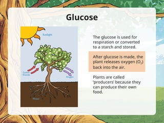 Glucose
The glucose is used for
respiration or converted
to a starch and stored.
After glucose is made, the
plant releases oxygen (O2)
back into the air.
Plants are called
‘producers’ because they
can produce their own
food.
 
