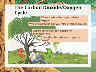 The Carbon Dioxide/Oxygen
Cycle
Then, the plant releases oxygen as
‘waste’.
When you breathe in, you take in
oxygen.
When you breathe out, you release carbon dioxide.
A plant takes in carbon dioxide for
photosynthesis.
 