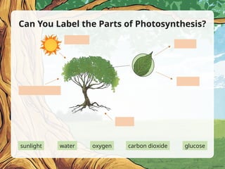 Can You Label the Parts of Photosynthesis?
sunlight water oxygen carbon dioxide glucose
 