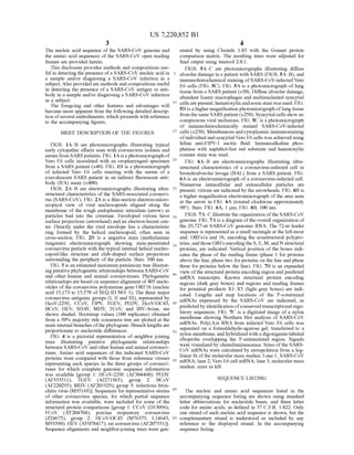 US 7,220,852 B1
3
The nucleic acid sequence of the SARS-CoV genome and
the amino acid sequences ofthe SARS-CoV open reading
frames are provided herein.
This disclosure provides methods and compositions use
ful in detecting thepresence ofa SARS-CoV nucleic acid in
a sample and/or diagnosing a SARS-CoV infection in a
Subject. Also provided are methods and compositions useful
in detecting the presence of a SARS-CoV antigen or anti
body in a sample and/or diagnosing a SARS-CoV infection
in a Subject.
The foregoing and other features and advantages will
become more apparent from the following detailed descrip
tion ofseveral embodiments, which proceeds with reference
to the accompanying figures.
BRIEF DESCRIPTION OF THE FIGURES
FIGS. 1A-B are photomicrographs illustrating typical
early cytopathic effects seen with coronavirus isolates and
serum from SARS patients. FIG. 1Aisa photomicrograph of
Vero E6 cells inoculated with an oropharyngeal specimen
from a SARS patient (x40). FIG. 1B is a photomicrograph
of infected Vero E6 cells reacting with the serum of a
convalescent SARS patient in an indirect fluorescent anti
body (IFA) assay (x400).
FIGS. 2A-B are electronimicrographs illustrating ultra
structural characteristics of the SARS-associated coronavi
rus (SARS-CoV). FIG. 2A is a thin-section electron-micro
scopical view of viral nucleocapsids aligned along the
membrane of the rough endoplasmic reticulum (arrow) as
particles bud into the cisternae. Enveloped virions have
Surface projections (arrowhead) and an electron-lucent cen
ter. Directly under the viral envelope lies a characteristic
ring formed by the helical nucleocapsid, often seen in
cross-section. FIG. 2B is a negative stain (methylamine
tungstate) electronimicrograph showing stain-penetrated
coronavirus particle with the typical internal helical nucleo
capsid-like structure and club-shaped surface projections
surrounding the periphery of the particle. Bars: 100 nm.
FIG. 3 is an estimated maximum parsimony tree illustrat
ing putativephylogenetic relationships between SARS-CoV
and other human and animal coronaviruses. Phylogenetic
relationships are based on sequence alignment of405 nucle
otides ofthe coronavirus polymerase gene ORF1b (nucleic
acid 15,173 to 15,578 of SEQ ID NO: 1). The three major
coronavirus antigenic groups (I, II and III), represented by
HcoV-229E, CCoV, FIPV, TGEV, PEDV, HcoV-OC43,
BCoV, HEV, SDAV, MHV, TCoV, and IBV-Avian, are
shown shaded. Bootstrap values (100 replicates) obtained
from a 50% majority rule consensus tree are plotted at the
main internal branches ofthephylogram. Branch lengths are
proportionate to nucleotide differences.
FIG. 4 is a pictorial representation of neighbor joining
trees illustrating putative phylogenetic relationships
between SARS-CoV and other human and animal coronavi
ruses. Amino acid sequences of the indicated SARS-CoV
proteins were compared with those from reference viruses
representing each species in the three groups of coronavi
ruses for which complete genomic sequence information
was available group 1: HCoV-229E (AF304460); PEDV
(AF353511); TGEV (AJ271965); group 2: BCoV
(AF220295); MHV (AF201929); group 3: infectious bron
chitis virus (M95169). Sequences for representative strains
of other coronavirus species, for which partial sequence
information was available, were included for some of the
structural protein comparisons group 1: CCoV (D13096);
FCoV (AY204704); porcine respiratory coronavirus
(Z24675); group 2: HCoV-OC43 (M76373, L14643,
M93390); HEV (AY078417); rat coronavirus (AF207551).
Sequence alignments and neighbor-joining trees were gen
10
15
25
30
35
40
45
50
55
60
65
4
erated by using Clustalx 1.83 with the Gonnet protein
comparison matrix. The resulting trees were adjusted for
final output using treetool 2.0.1.
FIGS. 5A-C are photomicrographs illustrating diffuse
alveolar damage in a patient with SARS (FIGS. 5A-B), and
immunohistochemical staining ofSARS-CoV-infected Vero
E6 cells (FIG. 5C). FIG. 5A is a photomicrograph of lung
tissue from a SARS patient (X50). Diffuse alveolar damage,
abundant foamy macrophages and multinucleated syncytial
cellsarepresent; hematoxylin andeosin stain was used. FIG.
5B is a higher magnification photomicrograph oflung tissue
from the same SARS patient(x250). Syncytial cells show no
conspicuous viral inclusions. FIG. 5C is a photomicrograph
of immunohistochemically stained SARS-CoV-infected
cells (x250). Membranous and cytoplasmic immunostaining
ofindividual and syncytial Vero E6 cells was achieved using
feline anti-FIPV-1 ascitic fluid. Immunoalkaline phos
phatase with naphthol-fast red substrate and hematoxylin
counter stain was used.
FIG. 6A-B are electronimicrographs illustrating ultra
structural characteristics of a coronavirus-infected cell in
bronchoalveolar lavage (BAL) from a SARS patient. FIG.
6A is an electronimicrograph ofa coronavirus-infected cell.
Numerous intracellular and extracellular particles are
present; virions are indicated by the arrowheads. FIG. 6B is
a higher magnification electronimicrograph ofthe area seen
at the arrow in FIG. 6A (rotated clockwise approximately
90°). Bars: FIG. 6A, 1 um: FIG. 6B, 100 nm.
FIGS. 7A-C illustrate the organization ofthe SARS-CoV
genome. FIG. 7Ais a diagram ofthe overall organization of
the 29,727-nt SARS-CoV genomic RNA. The 72-nt leader
sequence is represented as a small rectangle at the left-most
end. ORFs1a and 1b, encoding the nonstructural polypro
teins,and those ORFsencodingthe S. E. M., and N structural
proteins, are indicated. Vertical position of the boxes indi
cates the phase of the reading frame (phase 1 for proteins
above the line, phase two forproteins on the line and phase
three for proteins below the line). FIG. 7B is an expanded
view ofthe structural protein encoding region and predicted
mRNA transcripts. Known structural protein encoding
regions (dark grey boxes) and regions and reading frames
for potential products X1-X5 (light gray boxes) are indi
cated. Lengths and map locations of the 3'-coterminal
mRNAs expressed by the SARS-CoV are indicated, as
predictedby identification ofconservedtranscriptional regu
latory sequences. FIG. 7C is a digitized image of a nylon
membrane showing Northern blot analysis of SARS-CoV
mRNAs. Poly(A)+ RNA from infected Vero E6 cells was
separated on a formaldehyde-agarose gel, transferred to a
nylon membrane, andhybridized with a digoxigenin-labeled
riboprobe overlapping the 3'-untranslated region. Signals
were visualized by chemiluminescence. Sizes ofthe SARS
CoV mRNAs were calculated by extrapolation from a log
linear fit ofthe molecular mass marker. Lane 1, SARS-CoV
mRNA: lane 2, Vero E6 cell mRNA: lane 3, molecular mass
marker, sizes in kB.
SEQUENCE LISTING
The nucleic and amino acid sequences listed in the
accompanying sequence listing are shown using standard
letter abbreviations for nucleotide bases, and three letter
code for amino acids, as defined in 37 C.F.R. 1.822. Only
one strand ofeach nucleic acid sequence is shown, but the
complementary Strand is understood as included by any
reference to the displayed Strand. In the accompanying
sequence listing:
 