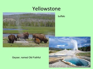 Yellowstone buffalo Geyser, named Old Faithful 