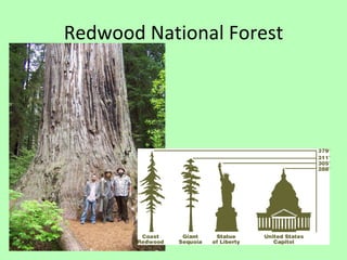 Redwood National Forest 