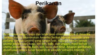 Perikanan
Peternakan sangat maju dan telah lama dikembangkan di Amerika
Serikat. Hal ini dikarenakan Amerika Serikat banyak memiliki area
padang rumput (praire) yang sangat luas. Adapun hewan ternak
utama adalah sapi, kuda, biri-biri, babi, dan unggas. Hasil ternak
utama adalah daging, kulit, wol, susu, dan telur. Adapun perikanan
diusahakan secara besar-besaran di wilayah Samudra Atlantik.
 