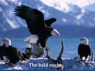 The bald eagle
 
