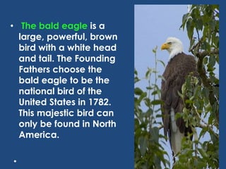 • The bald eagle is a
large, powerful, brown
bird with a white head
and tail. The Founding
Fathers choose the
bald eagle to be the
national bird of the
United States in 1782.
This majestic bird can
only be found in North
America.
 