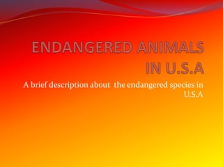 A brief description about the endangered species in
U.S.A
 
