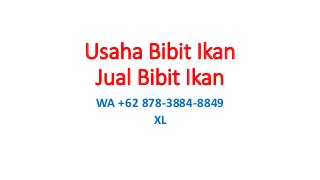 Usaha Bibit Ikan
Jual Bibit Ikan
WA +62 878-3884-8849
XL
 