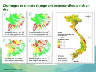 USAID & CCAFS Low-Emission Rice Webinar: Options, ambition, feasibility, and investment.