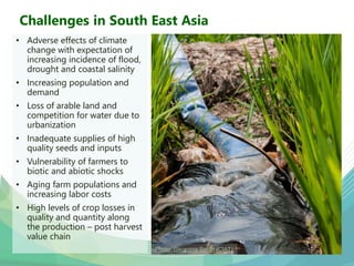 USAID & CCAFS Low-Emission Rice Webinar: Options, ambition, feasibility, and investment.