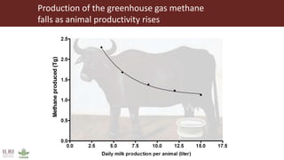 Production of the greenhouse gas methane
falls as animal productivity rises
 