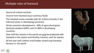 Livestock’s role in food security and resilience