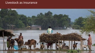 Livestock’s role in food security and resilience