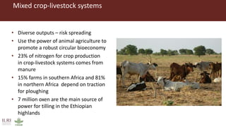 Livestock’s role in food security and resilience