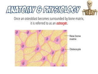 Musculoskeletal System Anatomy and Assessment | PDF