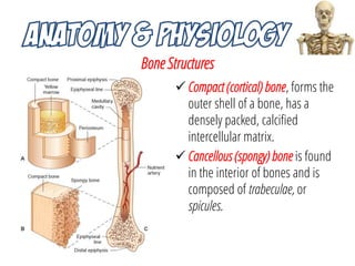 Musculoskeletal System Anatomy and Assessment | PDF