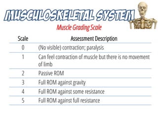Musculoskeletal System Anatomy and Assessment | PDF