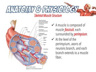 Skeletal Muscle Structure
 A muscle is composed of
muscle fasciculi, each
surrounded by perimysium.
 At the level of the...