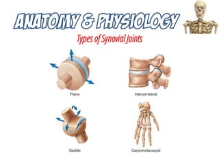 Types of Synovial Joints
 