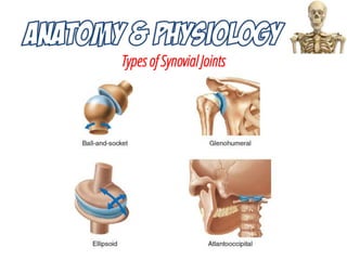 Types of Synovial Joints
 