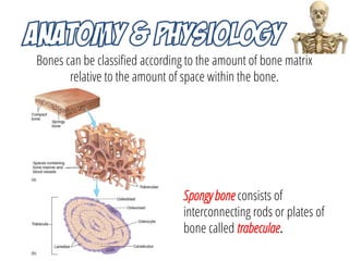 Bones can be classified according to the amount of bone matrix
relative to the amount of space within the bone.
Spongy bon...