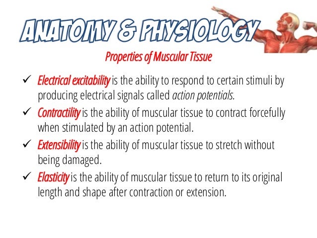 Musculoskeletal System Anatomy and Assessment