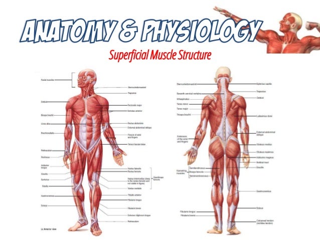 musculoskeletal system anatomy and assessment musculoskeletal system anatomy and assessment, Muscles