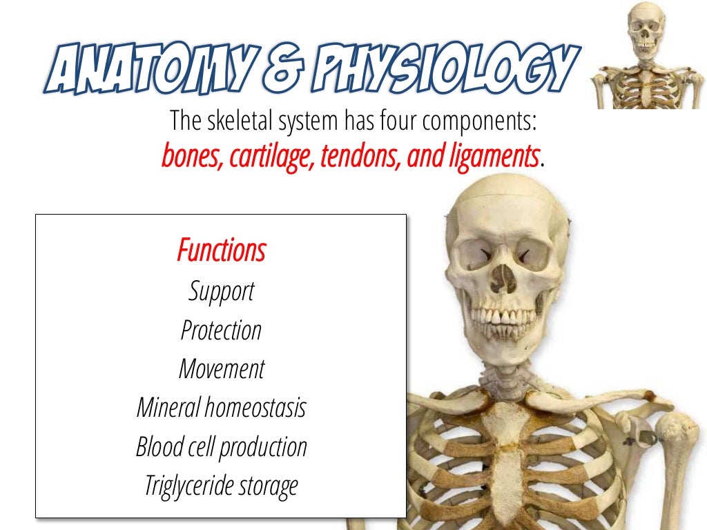 Musculoskeletal System Anatomy and Assessment