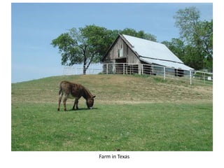 Farm in Texas
 