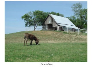 Farm in Texas
 