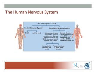 The	
  Human	
  Nervous	
  System	
  
 