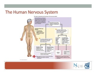 The	
  Human	
  Nervous	
  System	
  
 