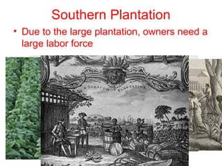 Southern Plantation
• Due to the large plantation, owners need a
large labor force
 