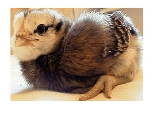 US CH 32 Carter 2019