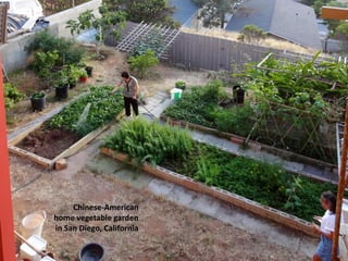 Chinese-American
home vegetable garden
in San Diego, California

 