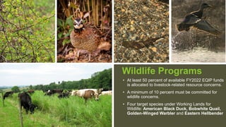 Wildlife Programs
• At least 50 percent of available FY2022 EQIP funds
is allocated to livestock-related resource concerns.
• A minimum of 10 percent must be committed for
wildlife concerns.
• Four target species under Working Lands for
Wildlife: American Black Duck, Bobwhite Quail,
Golden-Winged Warbler and Eastern Hellbender
 